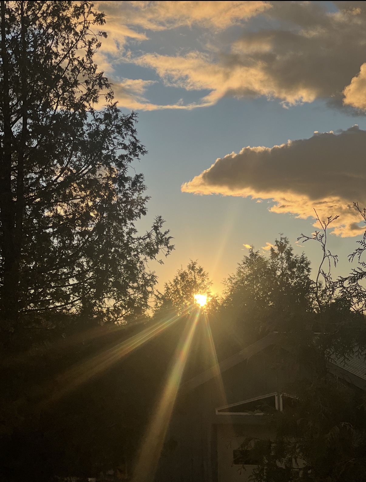 Golden sunset shining through trees